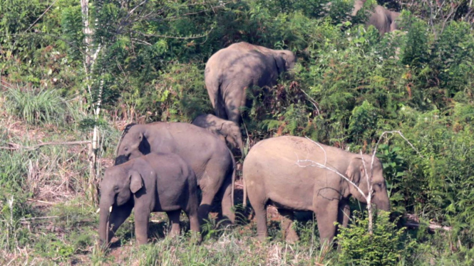 Ilustrasi gajah liar.