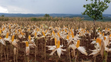 Panen jagung.