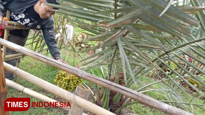 Seorang pengunjung Agrowisata Green Garden Magetan, saat melihat salah satu pohon kurma yang berbuah. (FOTO: M Kilat Adinugroho/TIMES Indonesia)