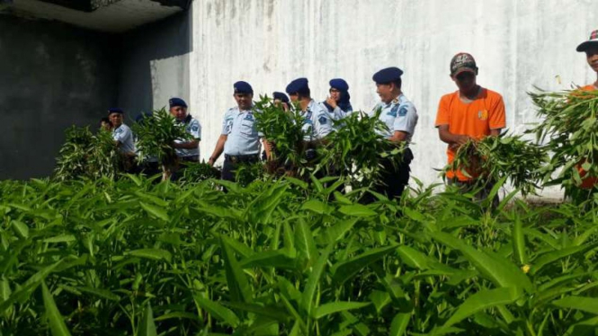 Panen kangkung di Lembaga Pemasyarakatan II B, Kota Agung, Lampung.