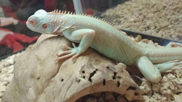 Snow Iguana.