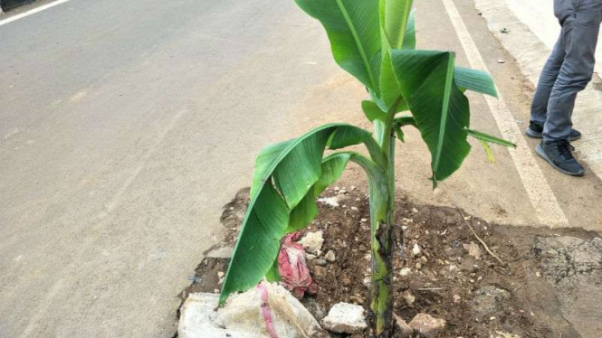 Ilustrasi pohon pisang di tengah jalan.