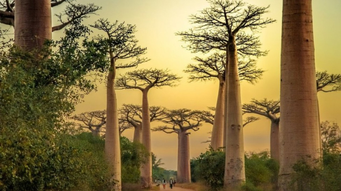 If trees could talk... - Getty Images