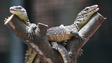 Anakan Komodo di Kebun Binatang Surabaya (KBS)