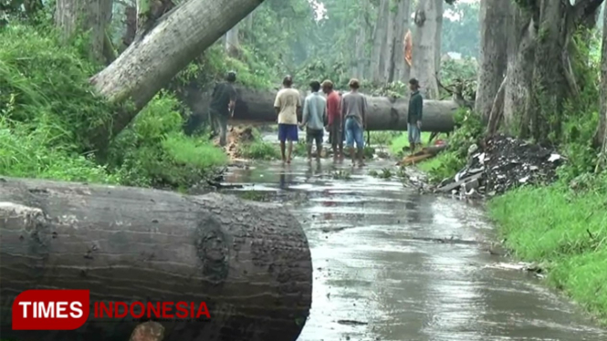 Warga bersama petugas gabungan memotong pohon yang tumbang di jalan Desa Tambakrejo, Tongas. (FOTO: Happy L. Tuansyah/TIMES Indonesia)