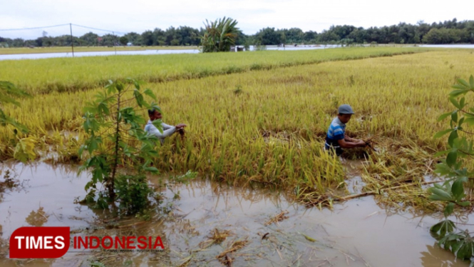 Areal sawah di Kecamatan Balerejo terendam banjir yang melanda sejak Rabu (6/3/2019) lalu. (Foto: Ervan Marwantaka/TimesIndonesia)