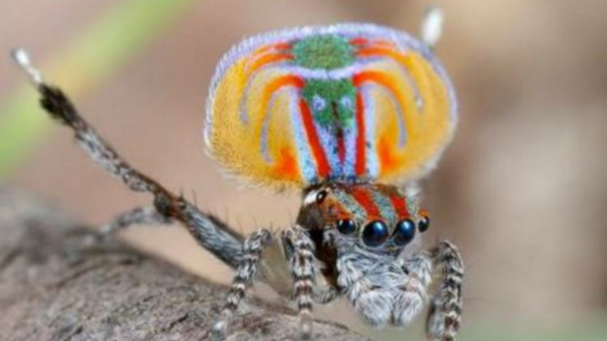 Maratus volans
