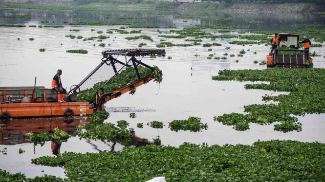 Petugas mengoperasikan perahu khusus untuk membersihkan tanaman eceng gondok di Waduk Pluit, Jakarta, Sabtu, 9 Maret 2019.
