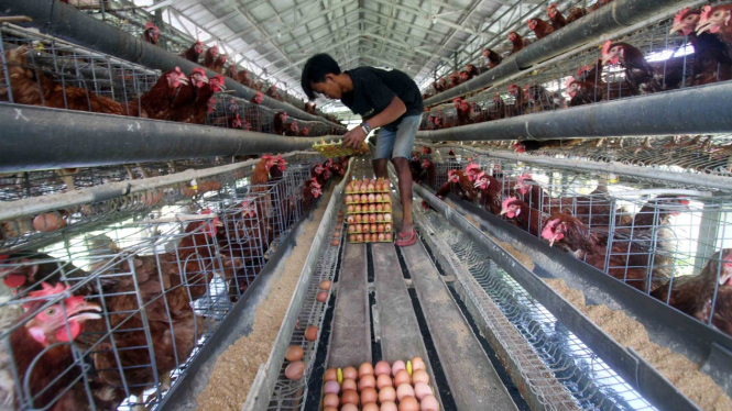 Peternak mengumpulkan telur ayam untuk dijual ke pedagang. (Foto ilustrasi)