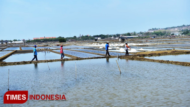 Petani Garam (Foto: Dokumen TIMES Indonesia)