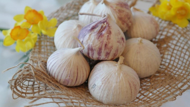 Bawang putih tunggal