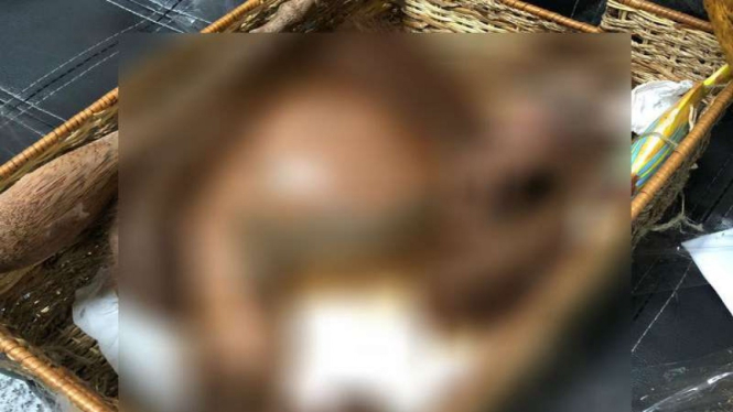 Orangutan dibius sebelum diselundupkan 