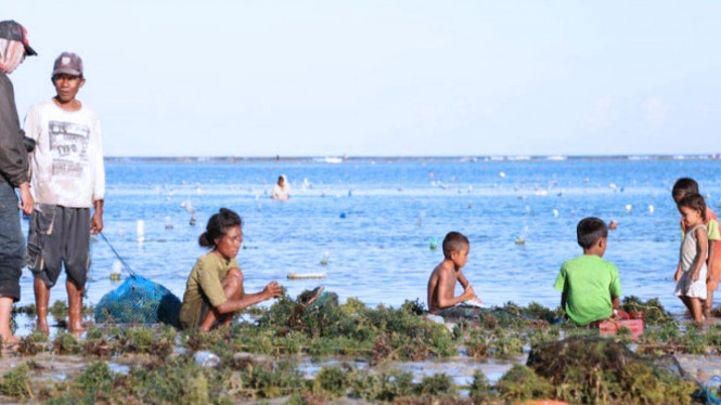 Budidaya rumput laut warga desa Kaliuda(FOTO:DKP Kabupaten Sumba Timur)