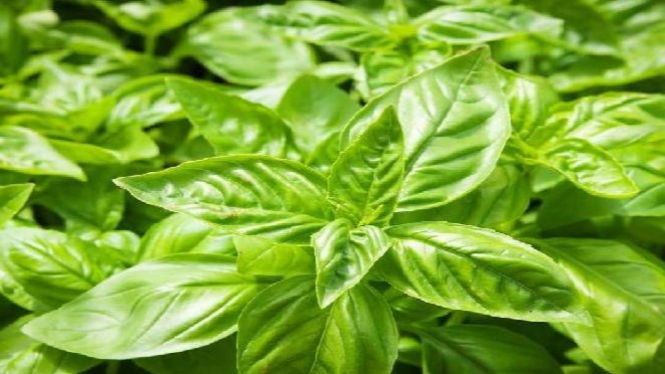 Daun kemangi