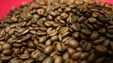 sorot kopi jawa barat - Biji kopi yang siap di giling