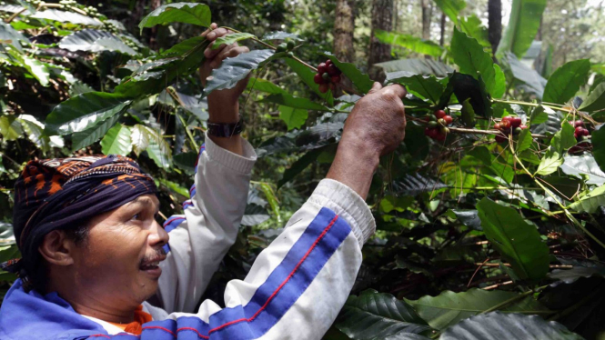 Kegiatan petani memetik biji kopi di hutan di Bandung, Jawa Barat