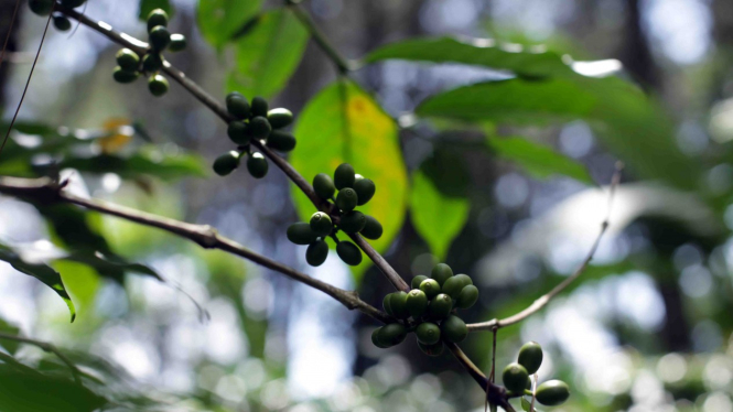 Biji kopi di hutan Desa Mekarjaya, Kecamatan Arjasari, Kabupaten Bandung.