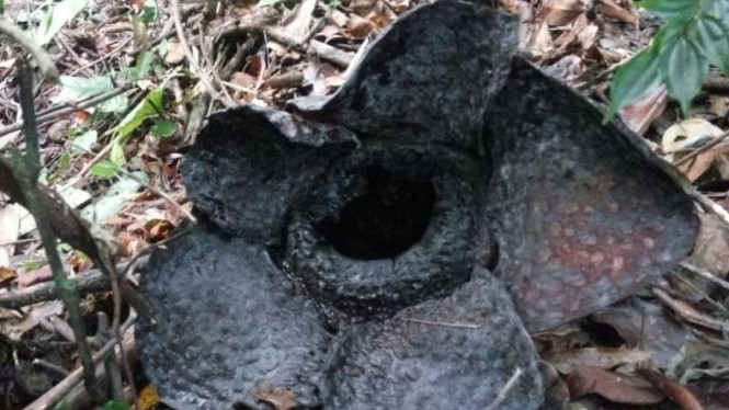 Rafflesia