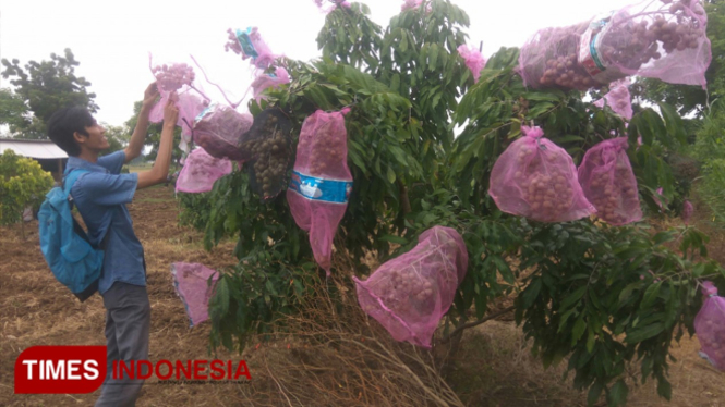 Pohon kelengkeng di kebun Desa Sugihan, Kecamatan Merakurak, Kabupaten Tuban Bumi Wali, The Spirit Of Harmony terlihat lebat buahnya, Kamis (28/03/2019) (Foto: Safuwan TIMESIndonesia)