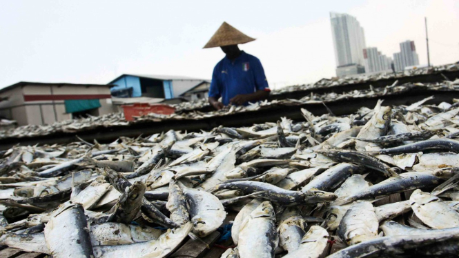 Pekerja menjemur ikan saat proses pengasinan di kawasan Muara Angke, Jakarta, Selasa, 26 Maret 2019.