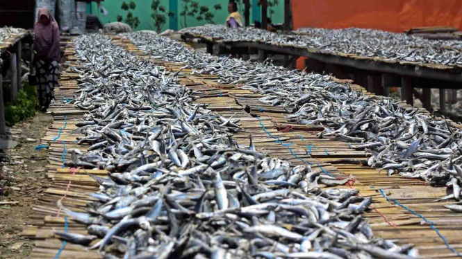 Pekerja menjemur ikan saat proses pengasinan di kawasan Muara Angke, Jakarta, Selasa, 26 Maret 2019.