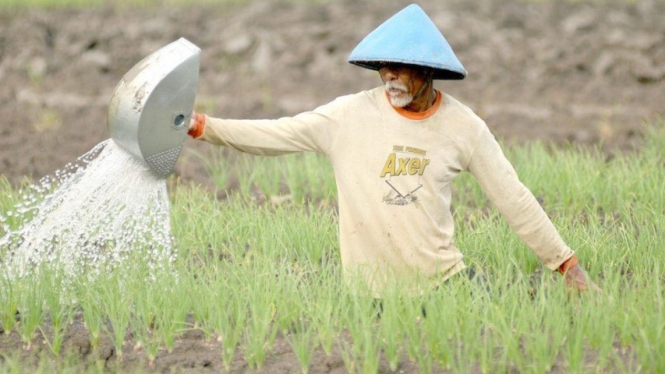 Ilustrasi petani.