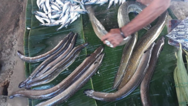 Ikan masapi
