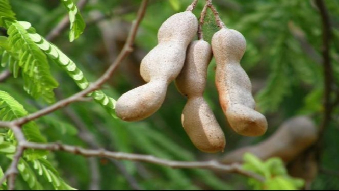 Asam Jawa