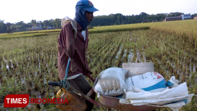 Meskipun dengan satu tangan, Slamet bekerja menjadi buruh tani tanpa canggung. (FOTO: Evita Mukharohmah/TIMES Indonesia)