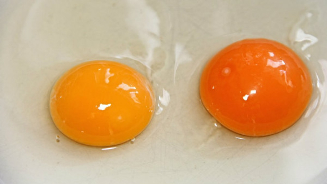Ilustrasi kuning telur.