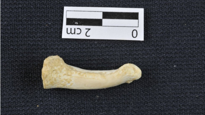 The finger and toe bones are curved, suggesting climbing was still an important activity for this species - Florent Detroit