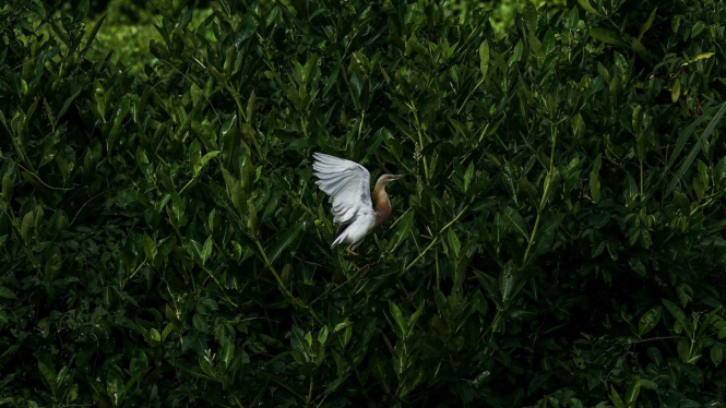 Seekor Blekok Sawah (Ardeola speciosa) hinggap di dahan pohon mangrove di kawasan hutan mangrove Kampung Laut, Cilacap, Jateng