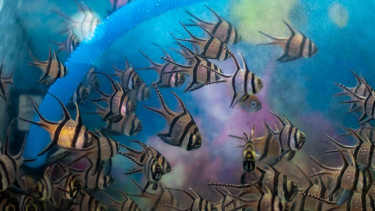 Sejumlah ikan hias Banggai Cardinal Fish (Teropogon cauderny) berada di dalam akuarium di Palu, Sulawesi Tengah