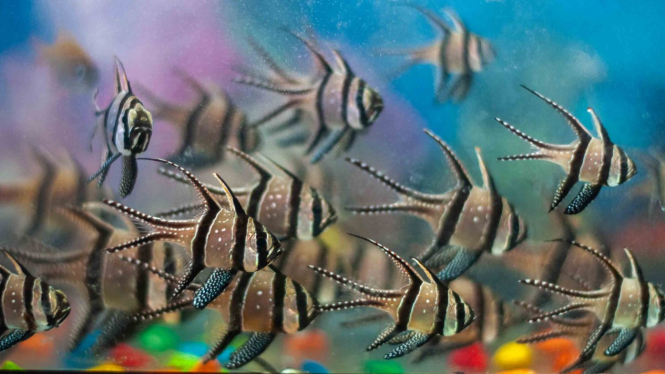 Sejumlah ikan hias Banggai Cardinal Fish (Teropogon cauderny) berada di dalam akuarium di Palu, Sulawesi Tengah