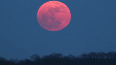 Ilustrasi Pink Moon