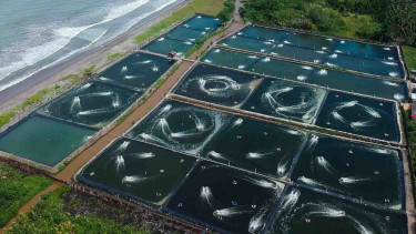 Ilustrasi tambak udang. 