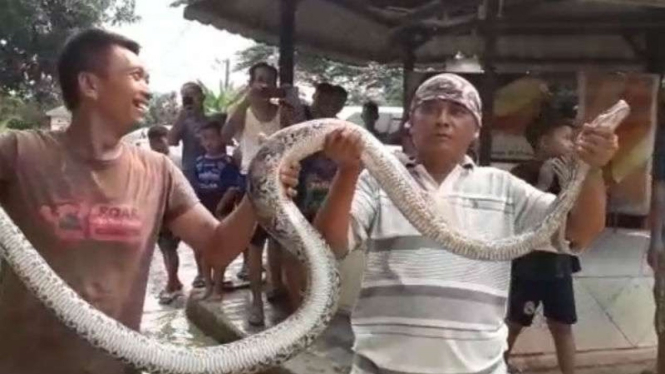 Ular keluar di banjir Cikelas ditangkap warga