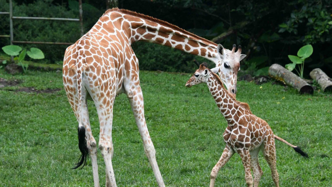Anak jerapah (giraffa camelopardalis) yang bernama Azzanti (kedua kanan) bersama jerapah dewasa di Taman Safari Prigen, Pasuruan, Jawa Timur, Selasa, 30 April 2019.