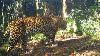 Heboh Video Macan Turun Gunung dan Serang Warga di Garut, Polisi Pastikan Hoaks