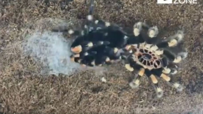 Tarantula berganti kulit.