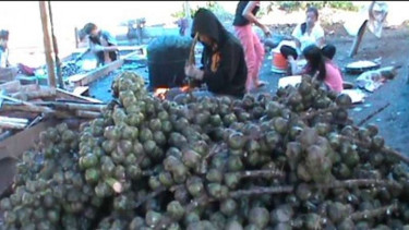 Buah aren sebelum diolah jadi kolang kaling