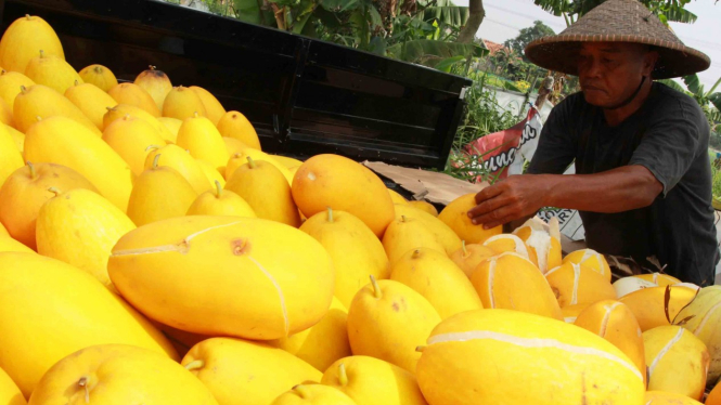 Petani mengumpulkan buah timun suri hasil panen di Pinang, Tangerang, Banten, Senin, 6 Mei 2019.