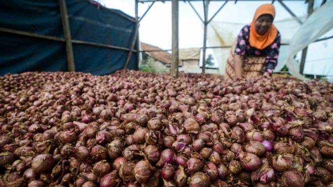 Petani mengeringkan bawang merah setelah dipanen di Kampung Cicayur, Cimenyan, Kabupaten Bandung, Jawa Barat, Selasa, 7 Mei 2019.