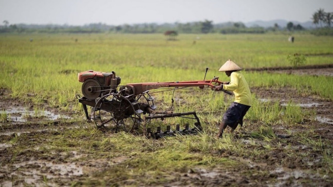 Ilustrasi petani.