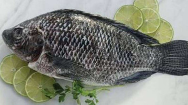 Ikan Tilapia