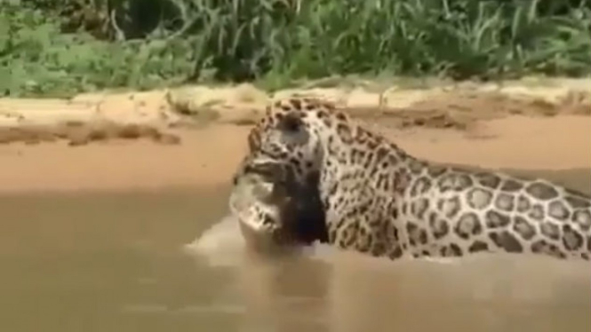 Seekor Jaguar memangsa buaya.
