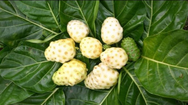 Buah mengkudu.