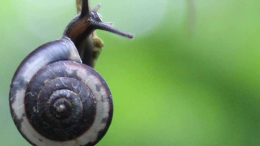 Spesies baru keong darat, Landouria menorehensis