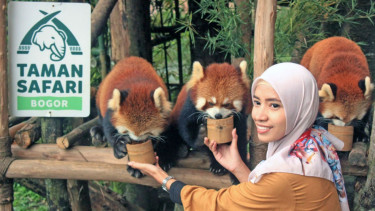 Memberi makan Red Panda di Taman Safari