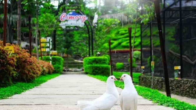 Cimory Semarang